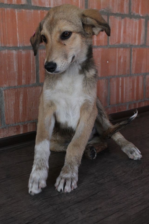 მეტისი მიმი