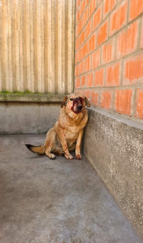 მეტისი ლილოს დასახლება