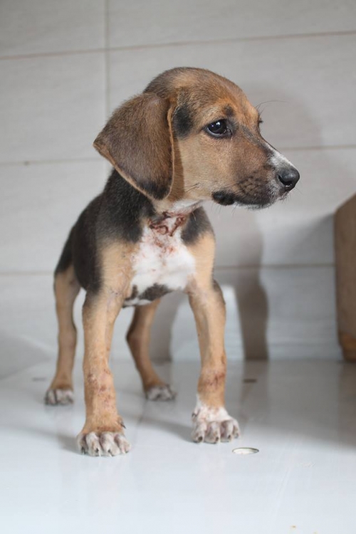 მეტისი უსახელო