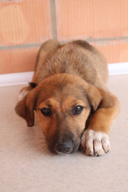 მეტისი უსახელო