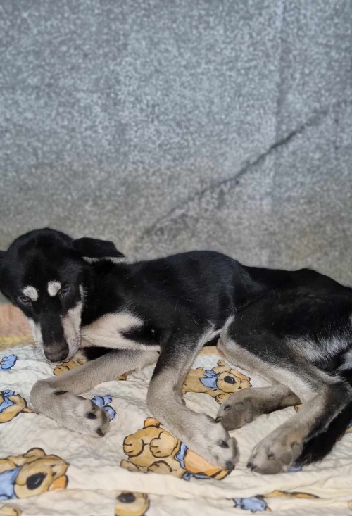 მეტისი საჩხერე