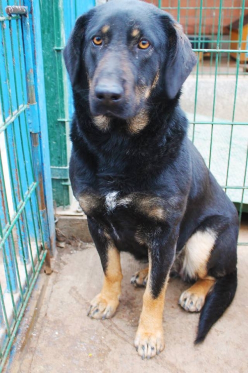 მეტისი უსახელო