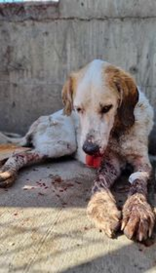 მეტისი ლილოს დასახლება