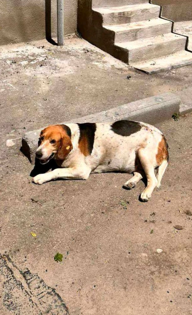 გონჩი. 300 არაგველი