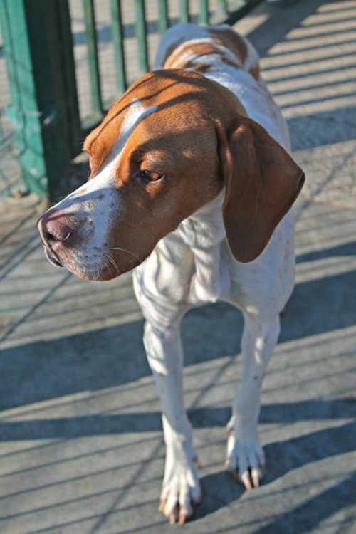 პოინტერი დორა