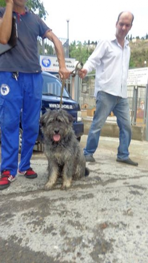 ფოქსტერიერი ბადუ