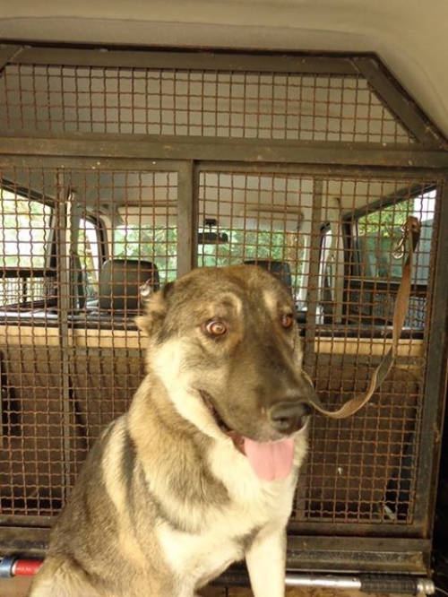 ქართული ქოფაკი ბასარა