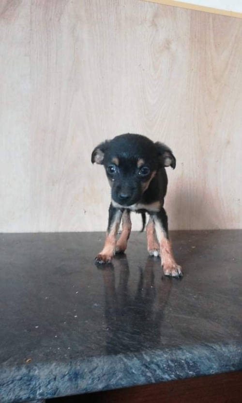 მეტისი უსახელო