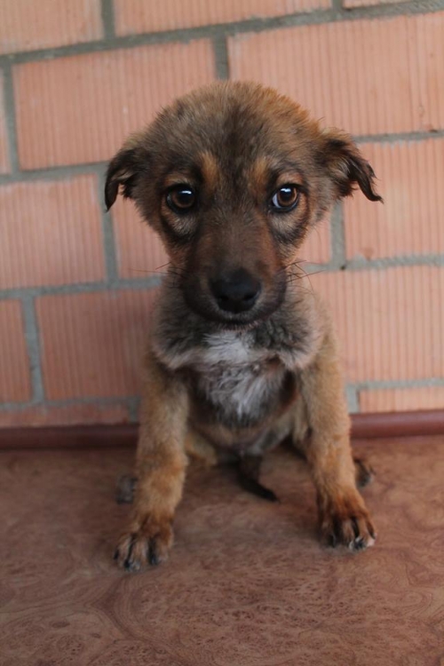 მეტისი უსახელო