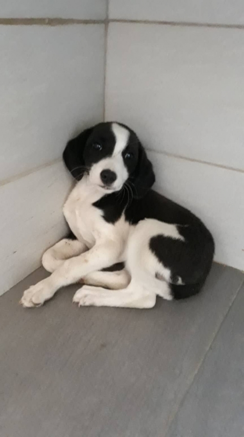 მეტისი უსახელო