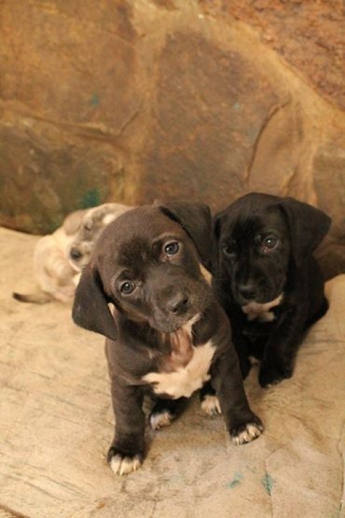 ლაბრადორის მეტისი უსახელო