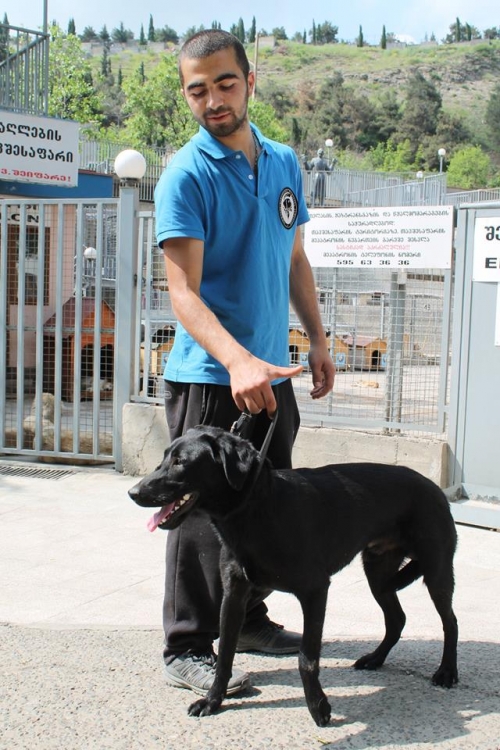 ლაბრადორის მეტისი უსახელო