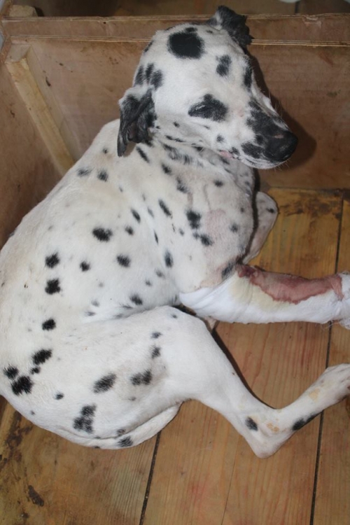 დალმატინი ლედი