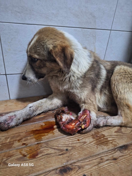 ქართული ქოფაკი ლაგოდეხის რაიონი სიფელი არეშფერონი