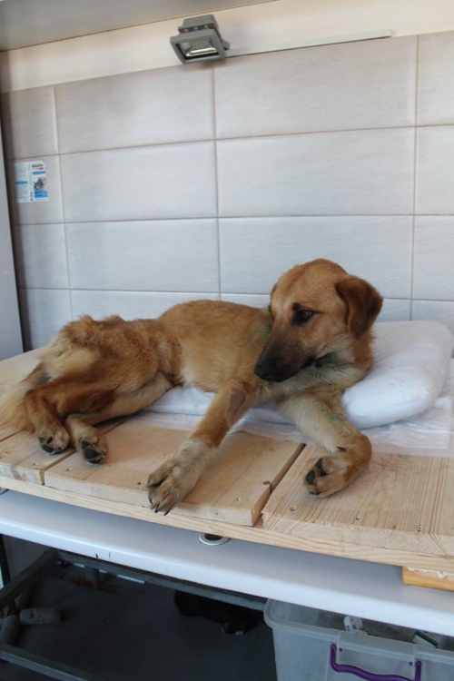 მეტისი უსახელო