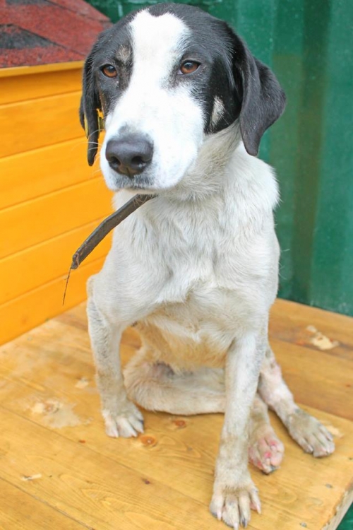 მეტისი ლალა