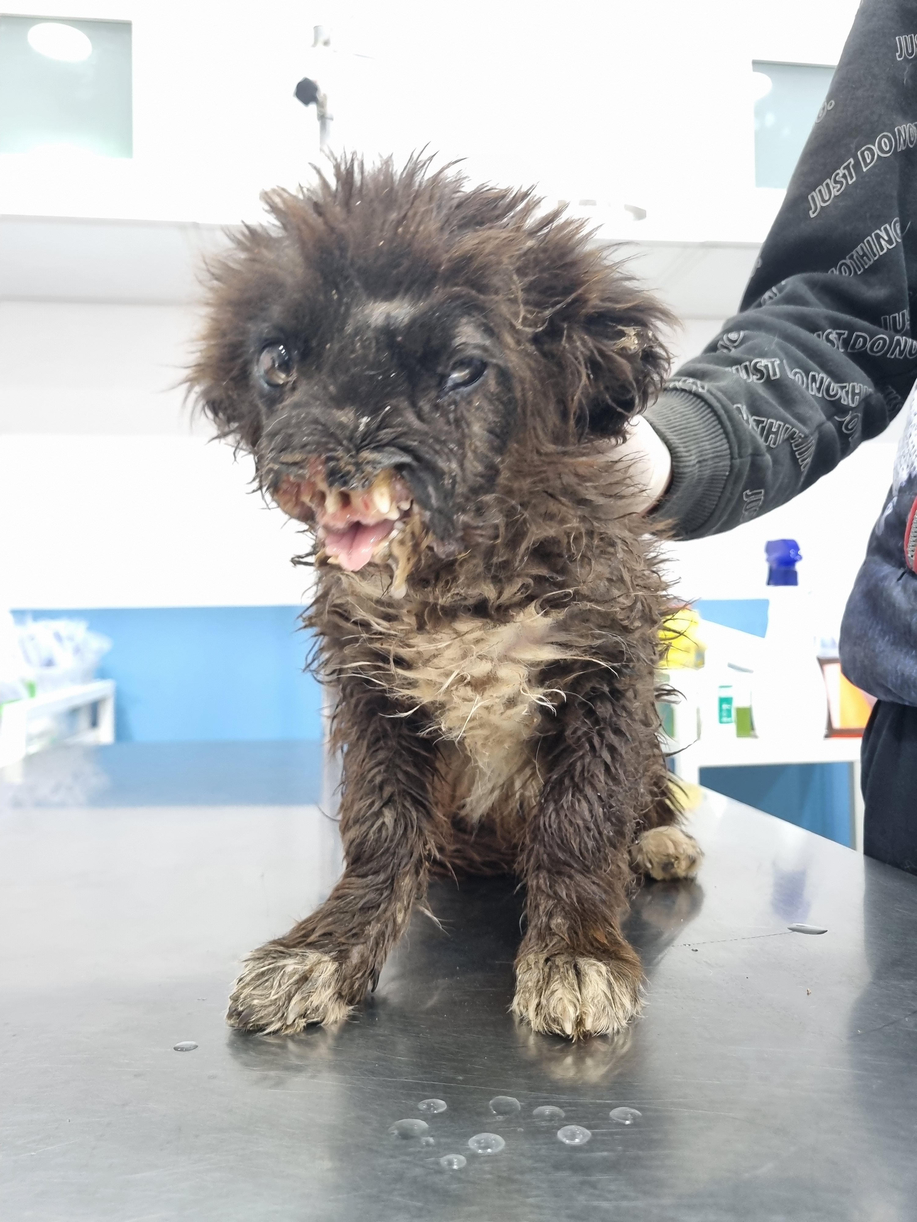 მეტისი. გორი