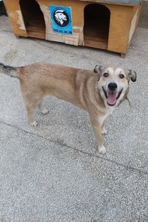 მეტისი უსახელო