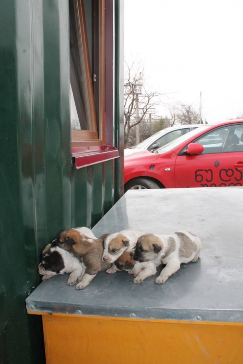 მეტისის ლეკვები უსახელო