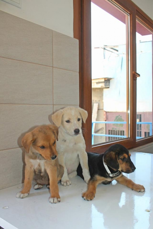 მეტისის ლეკვები უსახელო