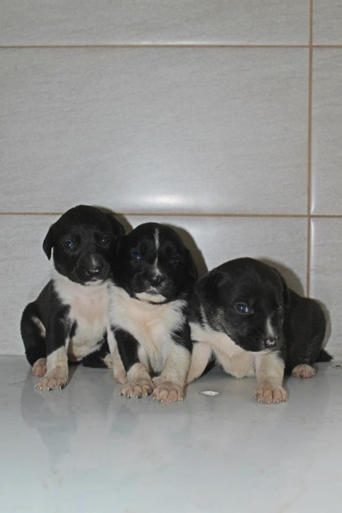 მეტისის ლეკვები უსახელო