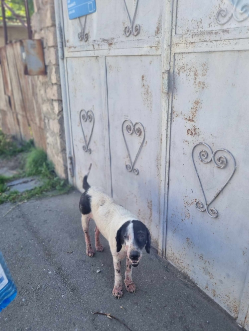 მეტისი ჯესი, მიკედკებუკია ლიკა ლაზიკაშვილის 4 ნომერთან