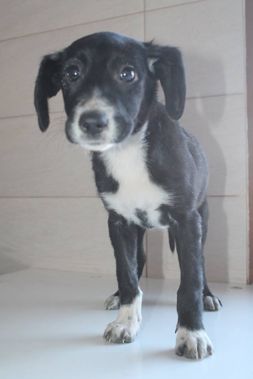 მეტისი უსახელო