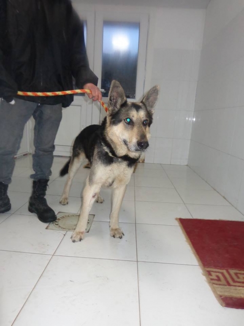 გერმანული ნაგაზი უცნობი