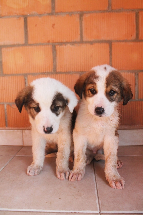 ქართული ქოფაკი უსახელო