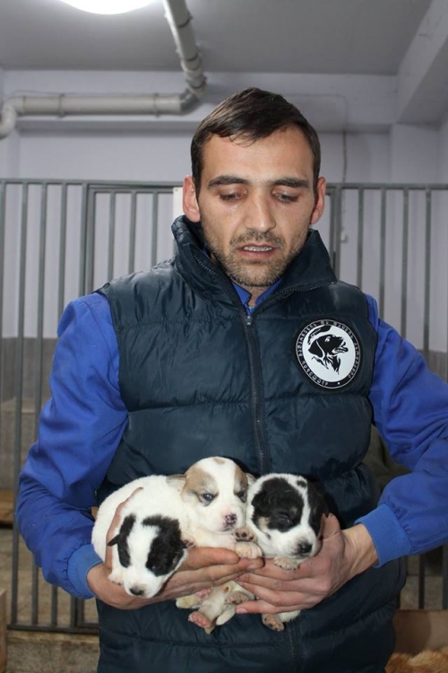 ქართული ქოფაკი უსახელო