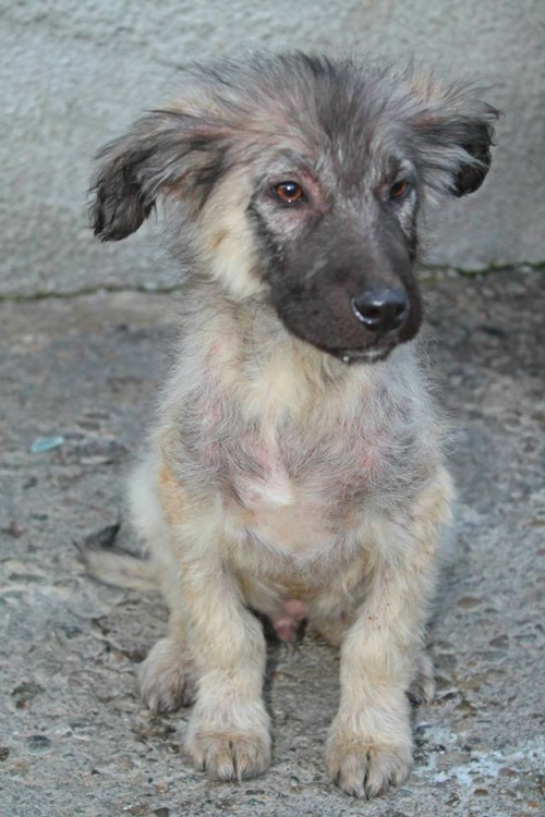 მეტისი უსახელო