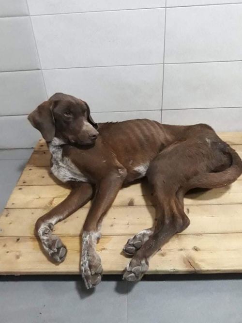 მეტისი უსახელო