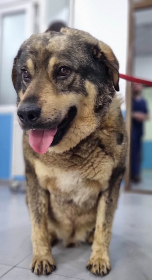 მეტისი გადმოყვანილია მუნიციპალური თავშესაფრიდან