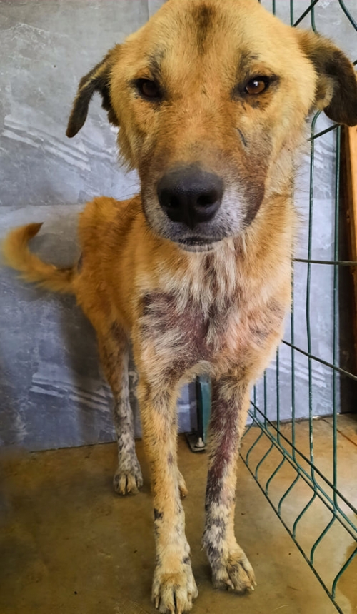 მეტისი ჩამოიყვანეს აბაშის რაიონიდან