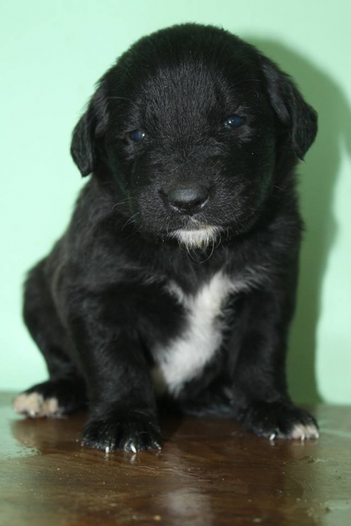 მეტისი უსახელო