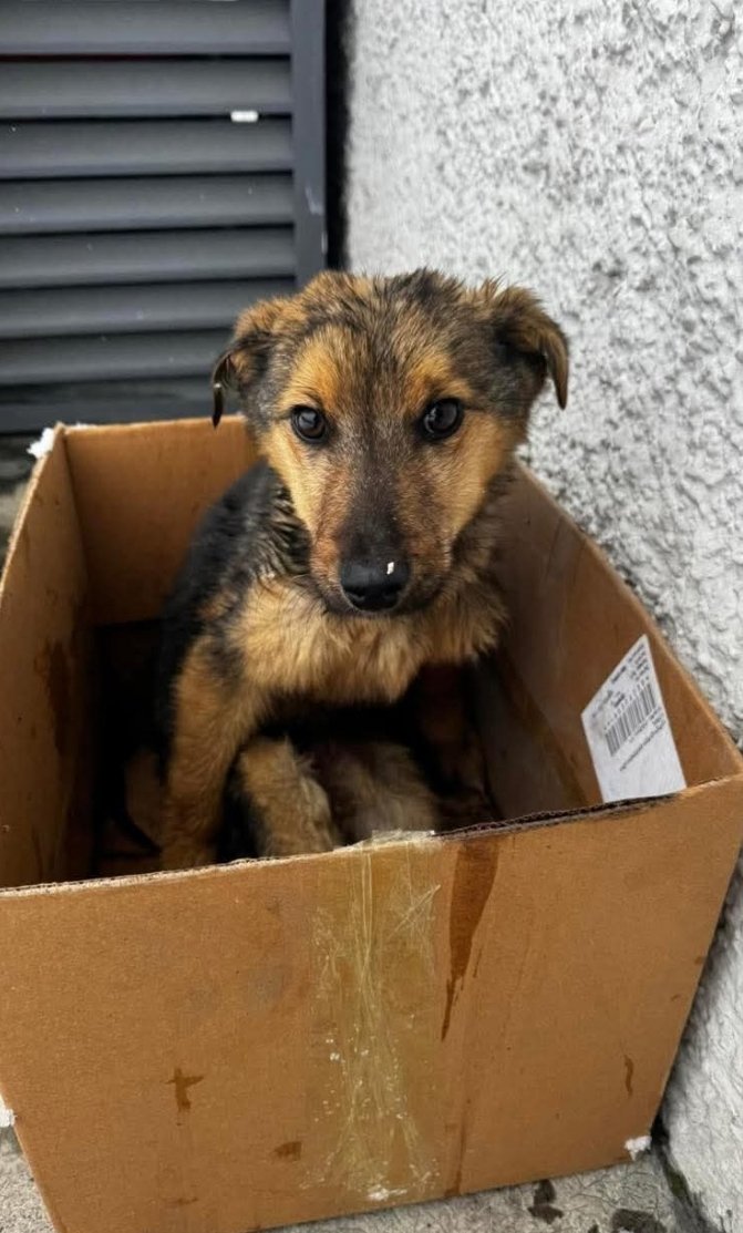 მეტისი. ყვარელი