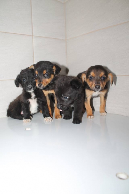 მეტისის ლეკვები უსახელო