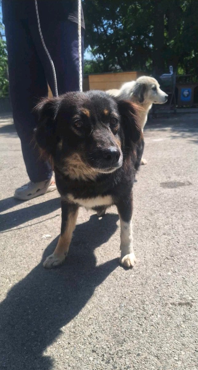 მეტისი. საჩხერე