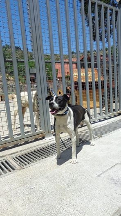 მეტისი კოკი