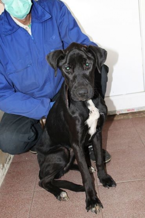 ლაბრადორის მეტისი ბეკი