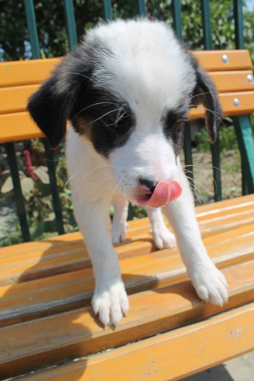 მეტისი უსახელო