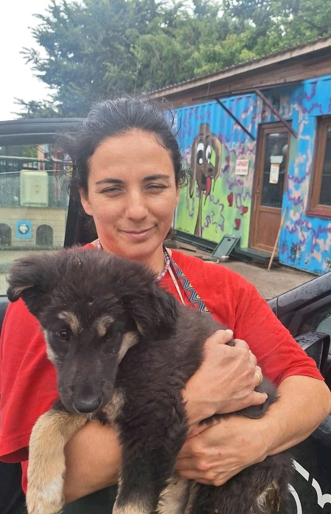 მეტისი. გორი