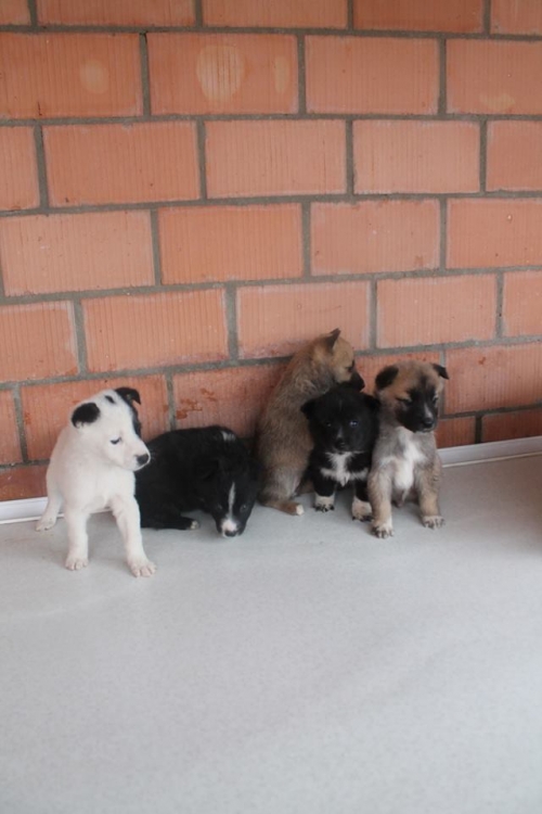 მეტისის ლეკვები უსახელო