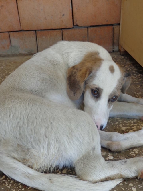 მეტისი უსახელო