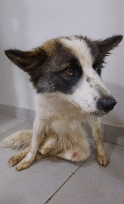 მეტისი უსახელო