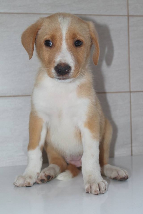 მეტისი უსახელო