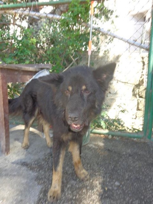 ბელგიური ნაგაზი უსახელო