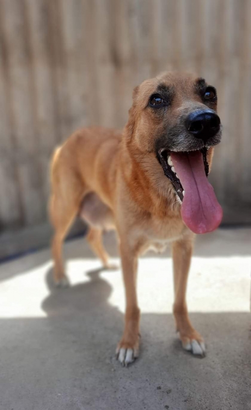 მეტისი მცხეთა