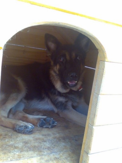 * გაჩუქებულები როკი