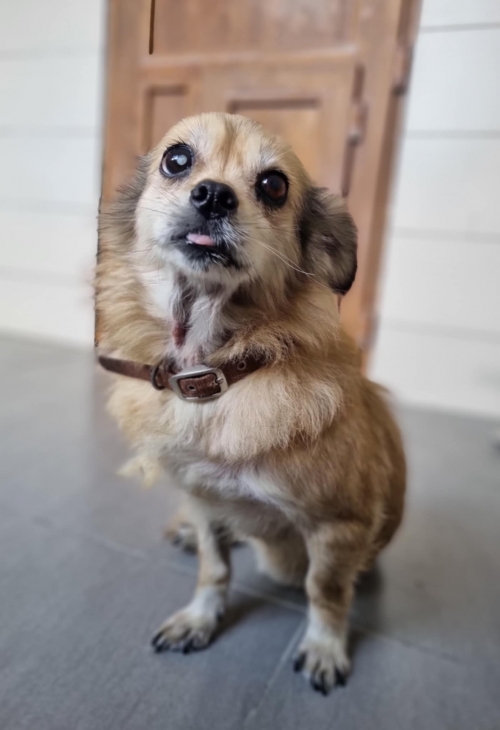 მეტისი რუსთაველის მეტრო